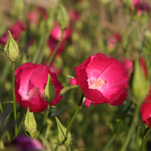 Winecups, Woodland Poppy Mallow, Callirhoe papaver